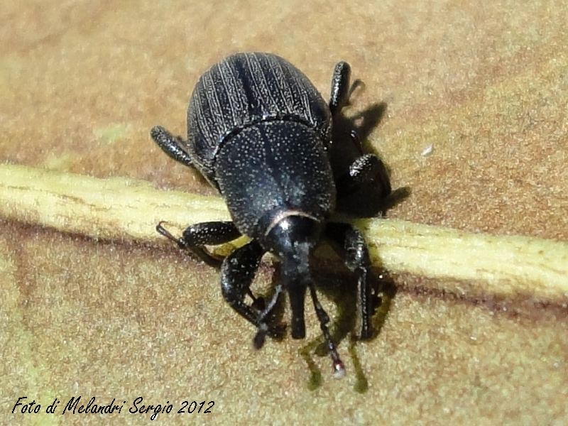 Identificazione - Sphenophorus sp.